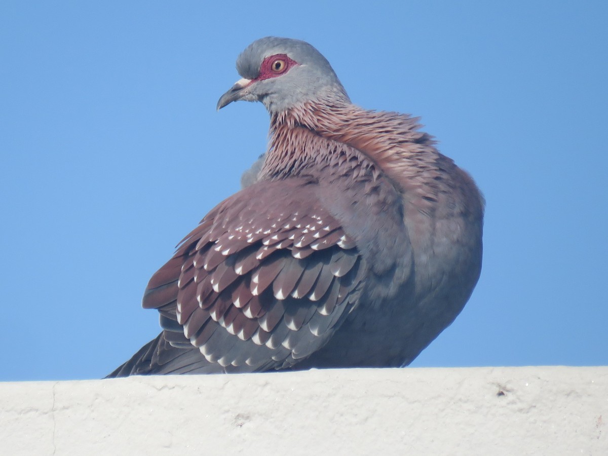 Speckled Pigeon - ML620995133