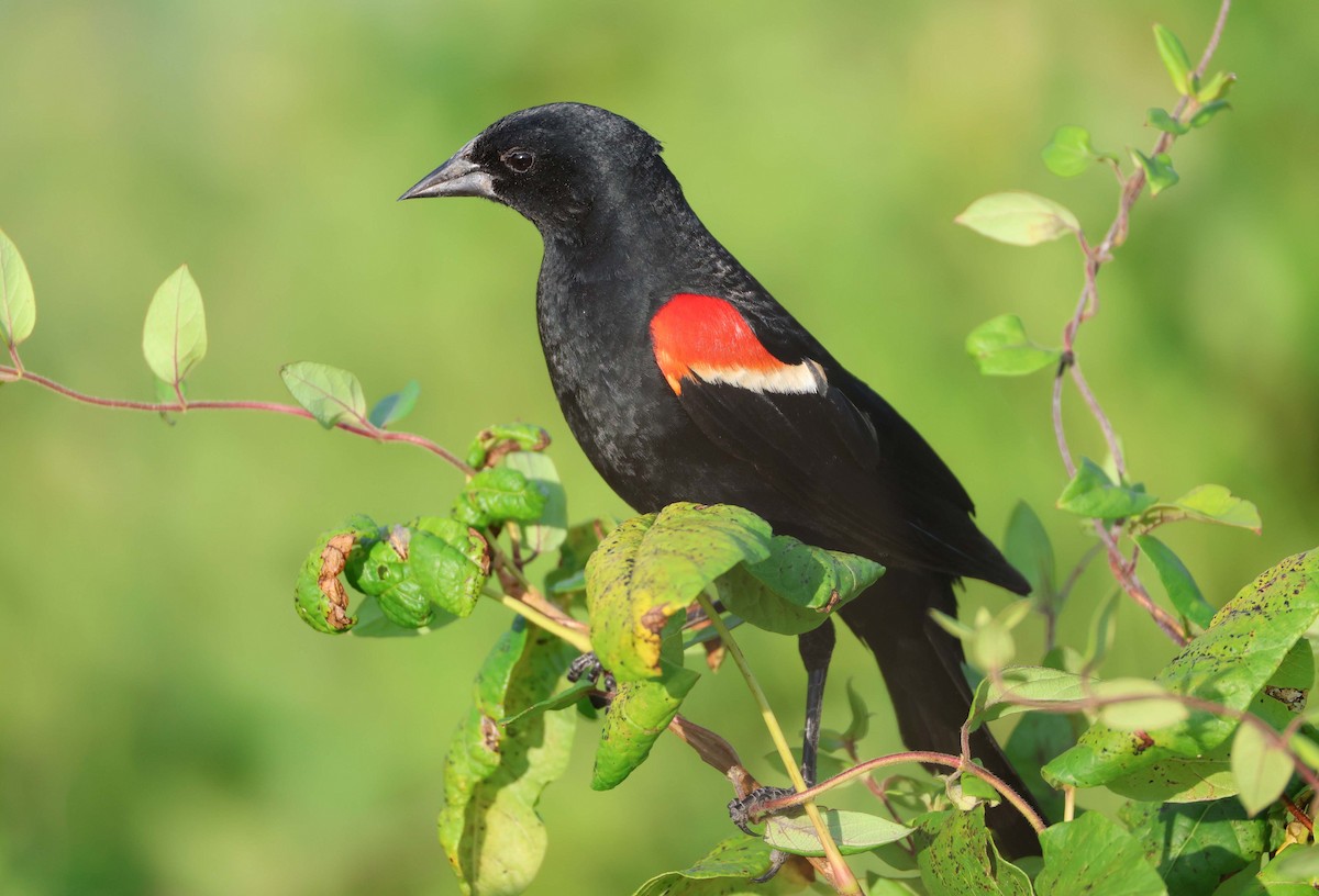 Red-winged Blackbird - ML620995134