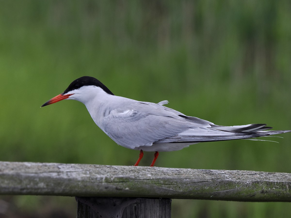 Forster's Tern - Gabriel Willow