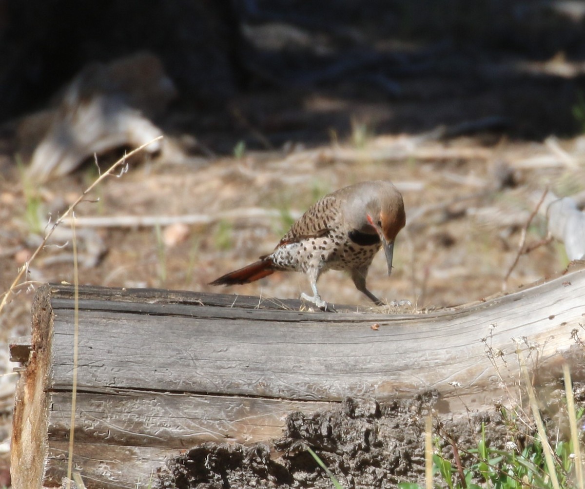 Northern Flicker (Red-shafted) - ML620995181