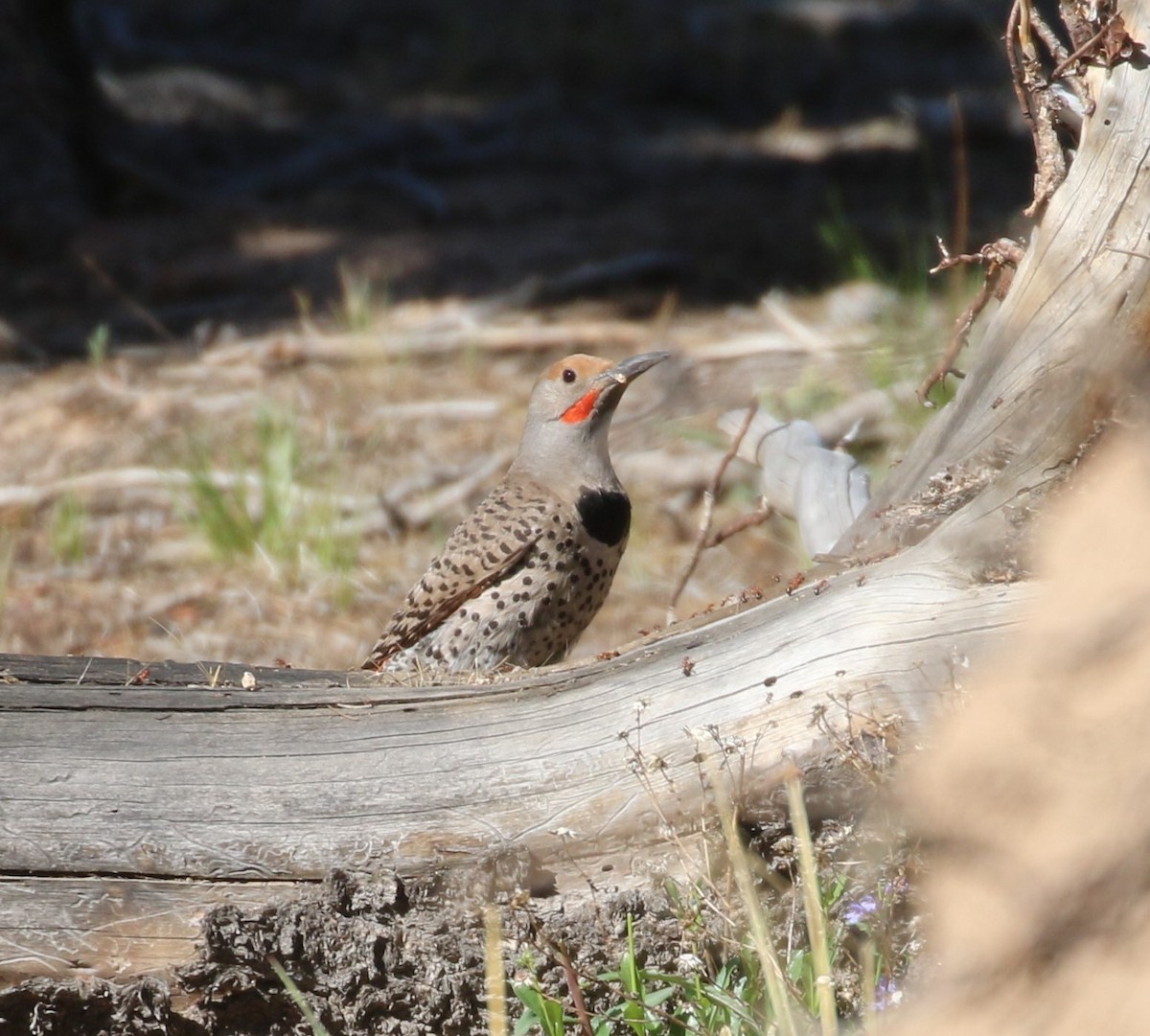 Northern Flicker (Red-shafted) - ML620995188