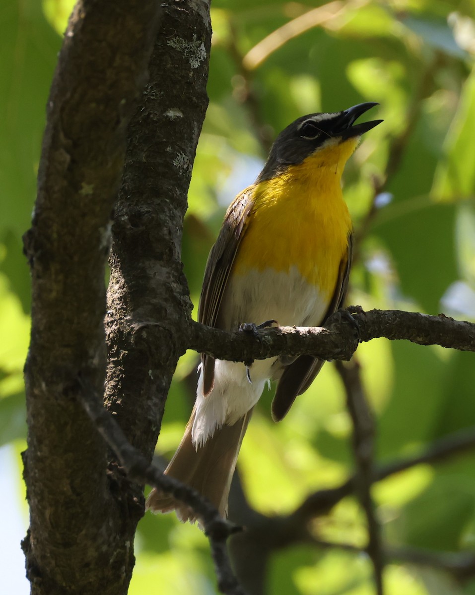 Yellow-breasted Chat (virens) - ML620995189