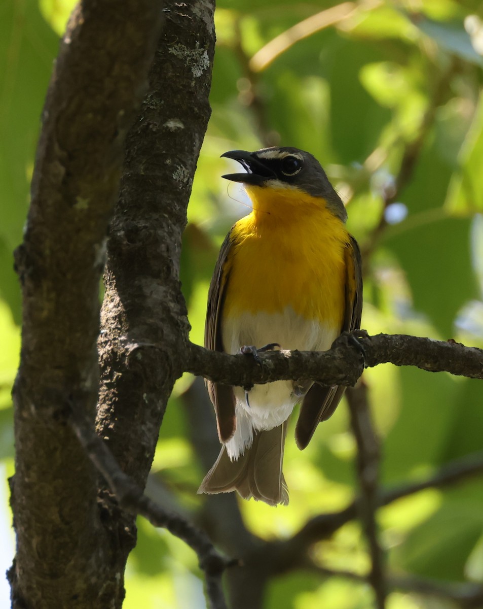 Yellow-breasted Chat (virens) - ML620995190