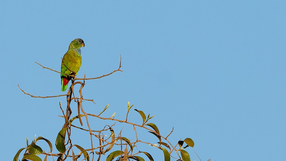 Scaly-headed Parrot - ML620995198