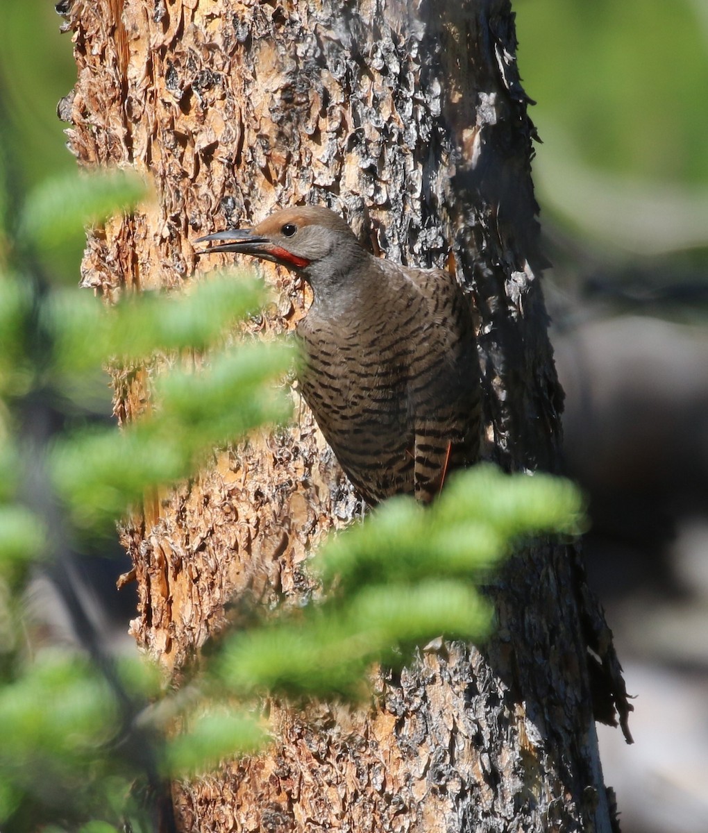 Northern Flicker (Red-shafted) - ML620995209