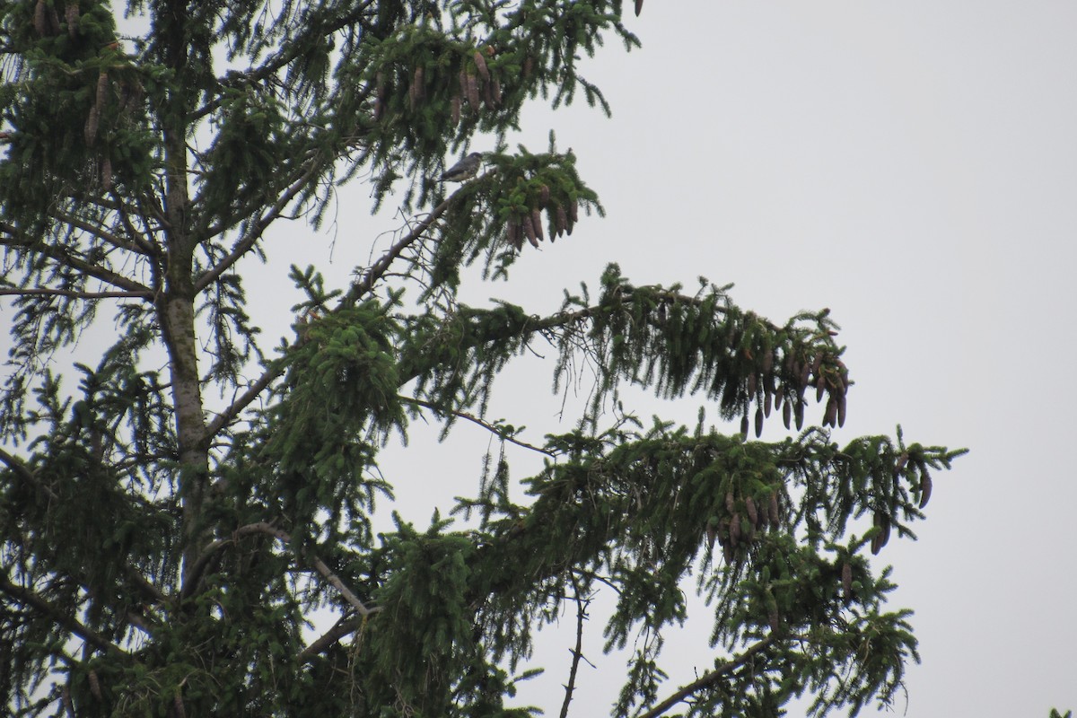 Merlin - ML620995235