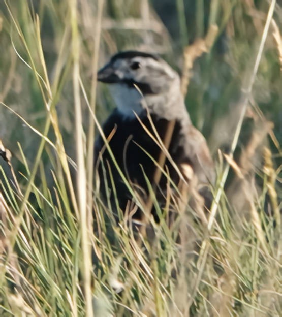 Thick-billed Longspur - ML620995237