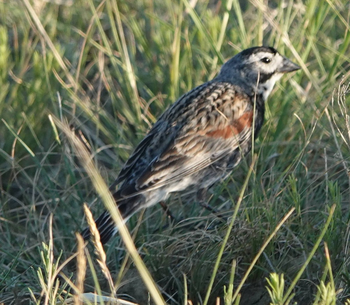 Thick-billed Longspur - ML620995238