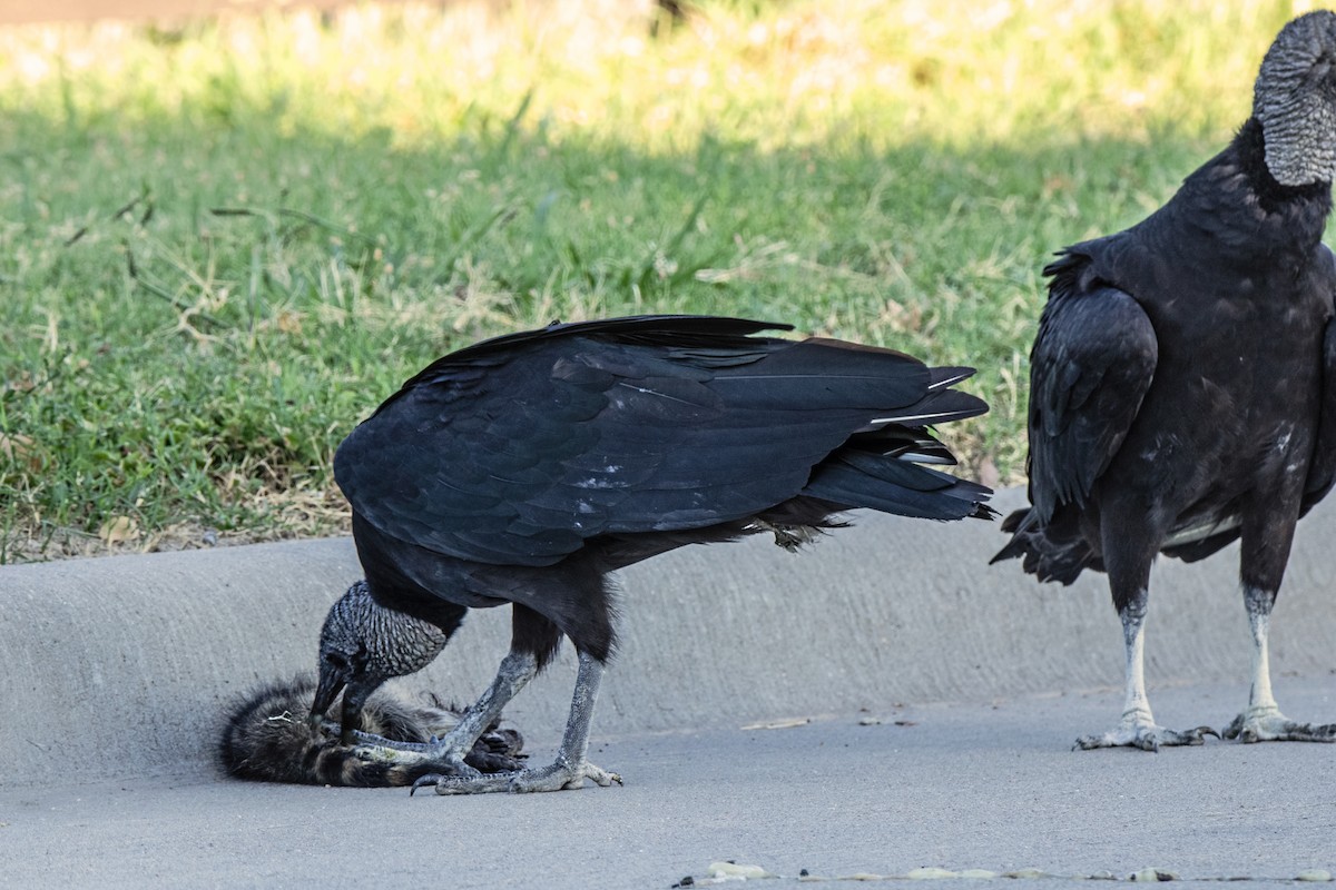 Black Vulture - ML620995239