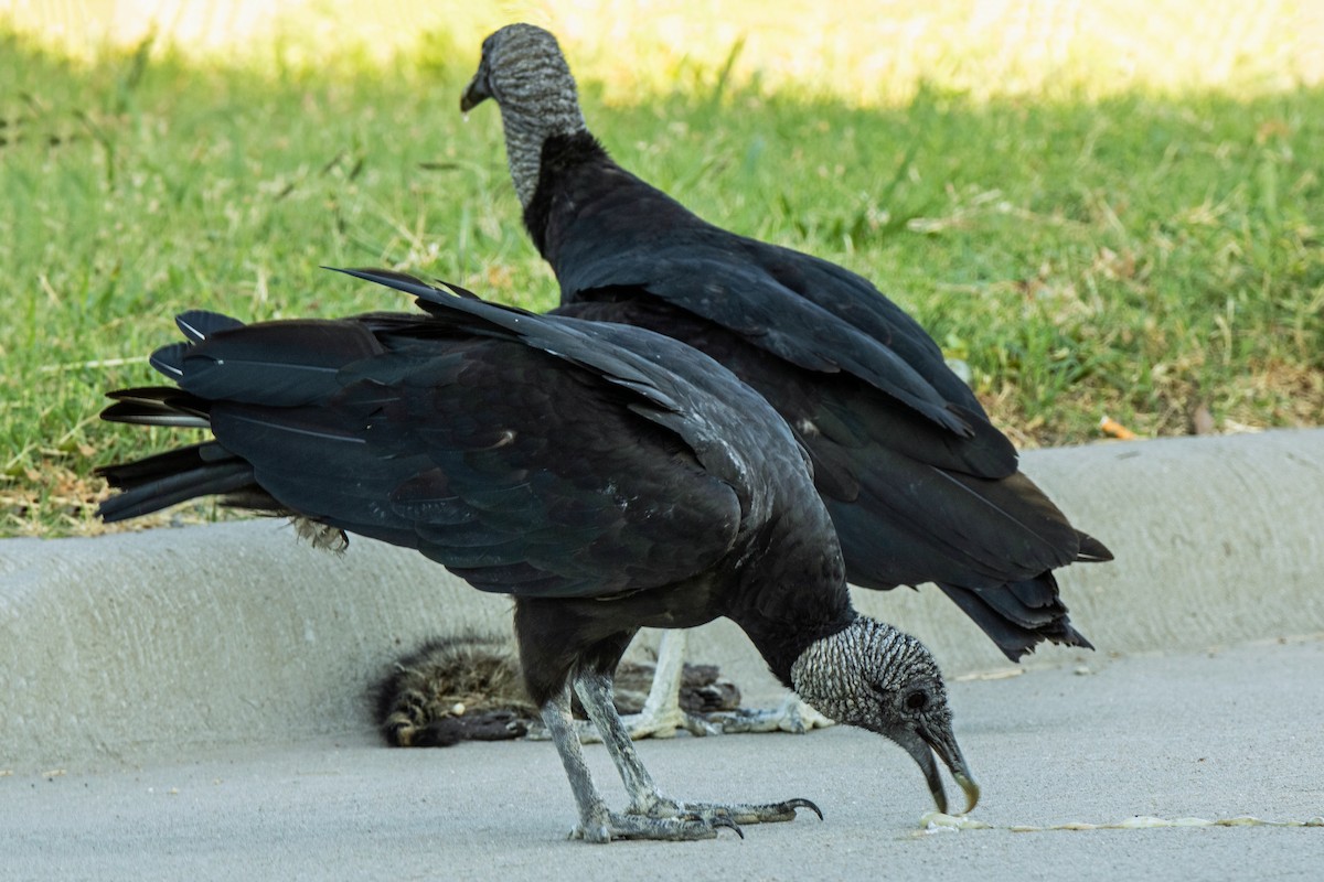 Black Vulture - ML620995241