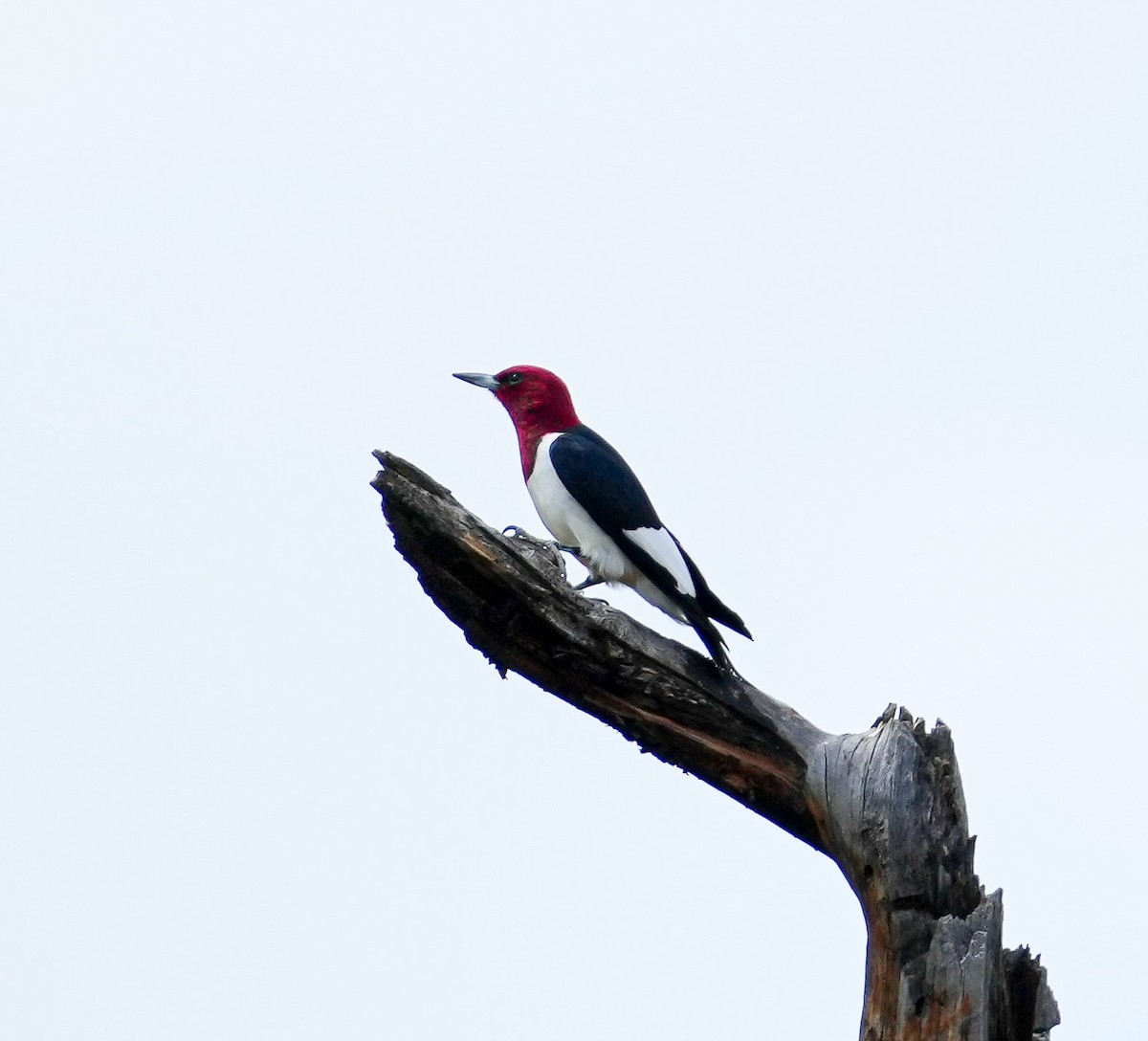 Red-headed Woodpecker - ML620995266