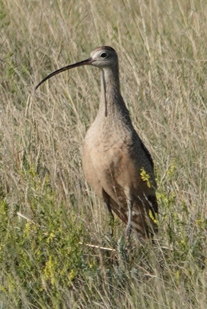 Long-billed Curlew - ML620995273