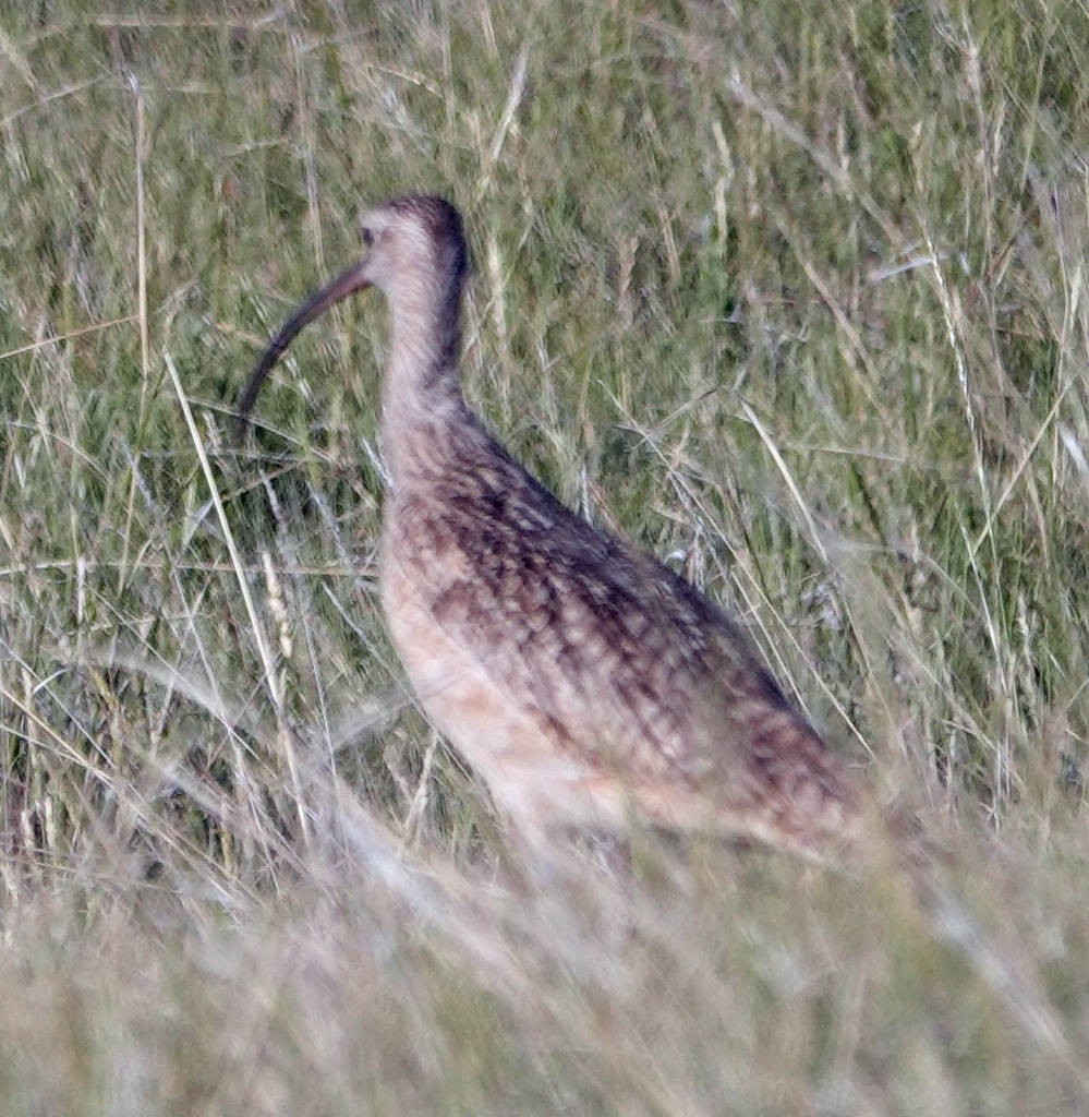 Long-billed Curlew - ML620995274