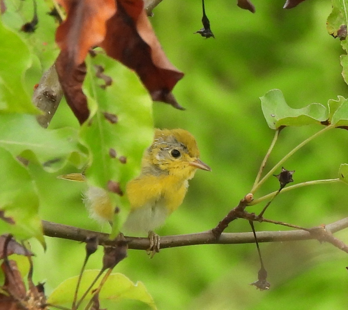 Yellow Warbler (Northern) - ML620995285