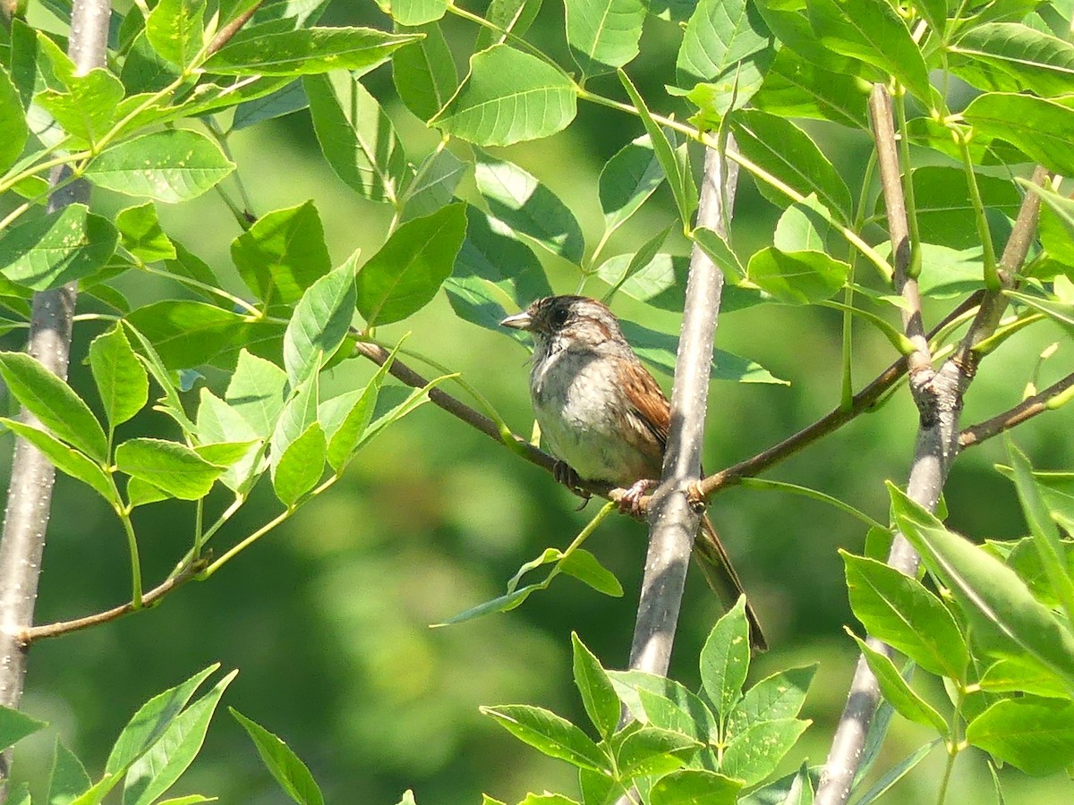 Swamp Sparrow - ML620995298
