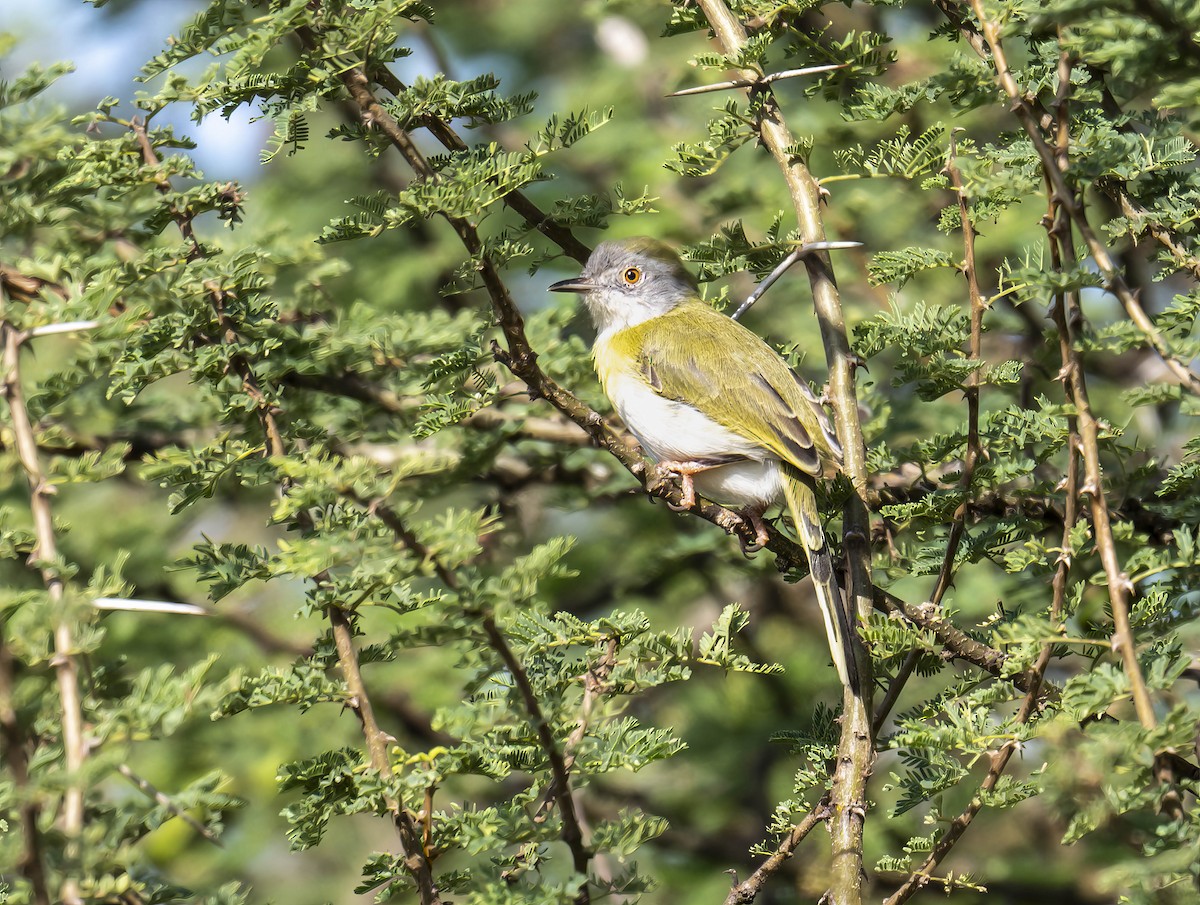 Yellow-breasted Apalis - ML620995321