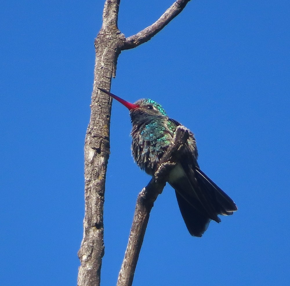 Broad-billed Hummingbird - ML620995337