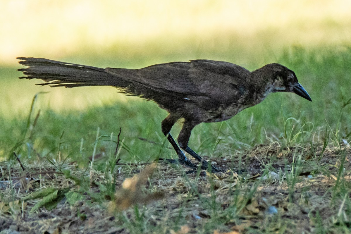 Great-tailed Grackle - ML620995348