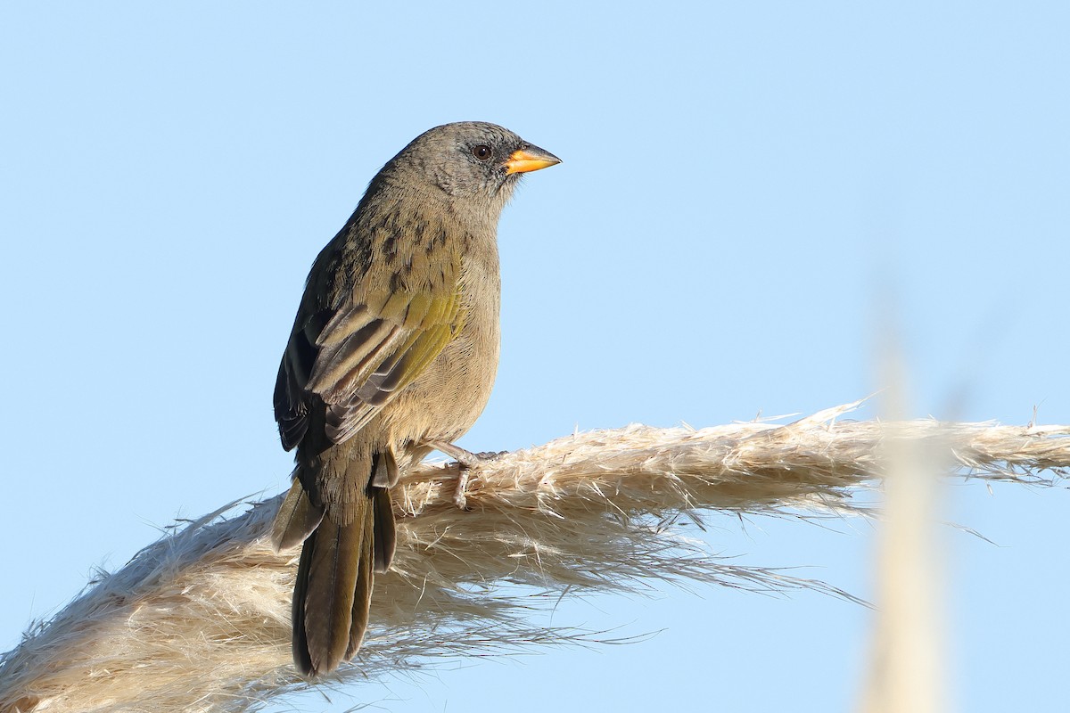 Great Pampa-Finch (Eastern) - ML620995351