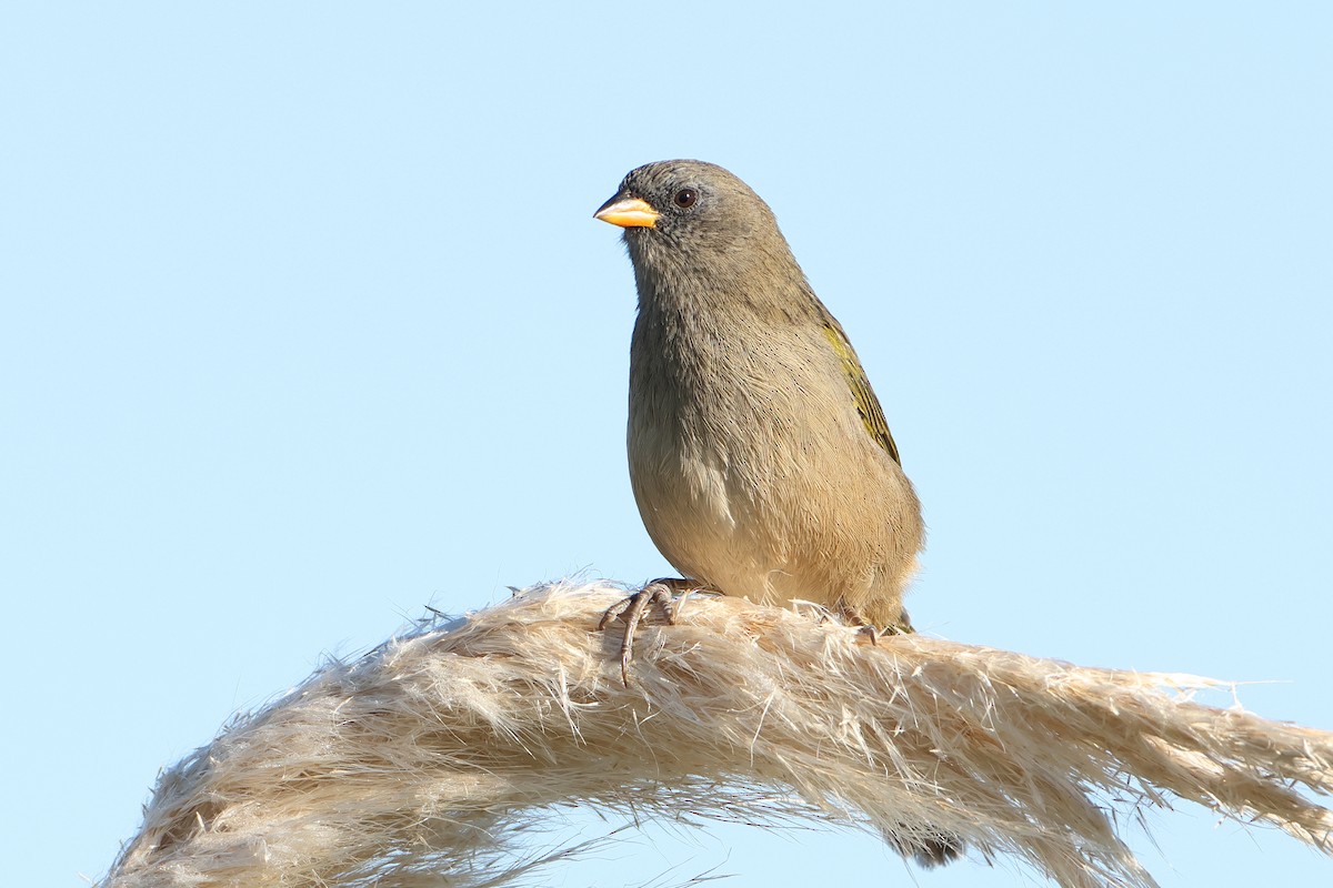 Great Pampa-Finch (Eastern) - ML620995352