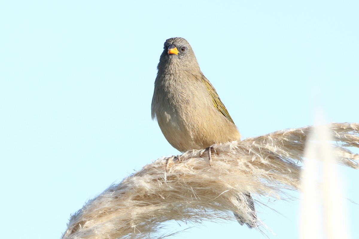 Great Pampa-Finch (Eastern) - ML620995353