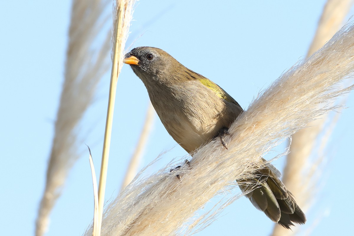Great Pampa-Finch (Eastern) - ML620995355