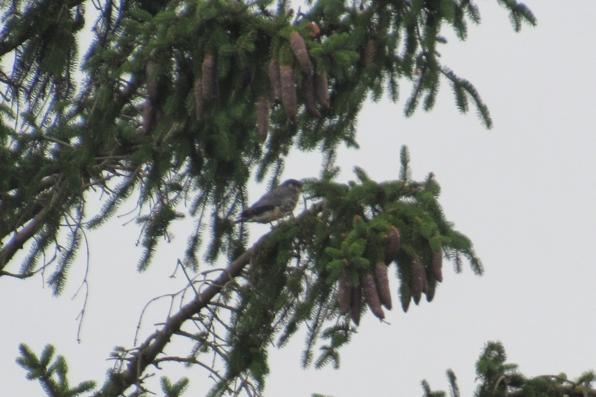 Merlin - ML620995403