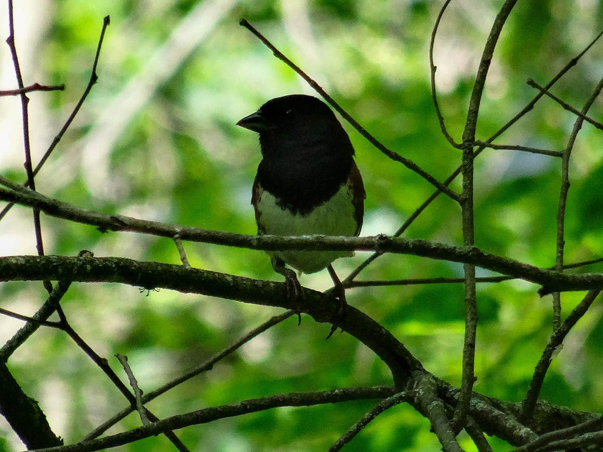 Eastern Towhee (Red-eyed) - ML620995427