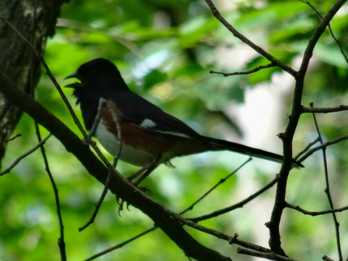 Eastern Towhee (Red-eyed) - ML620995428