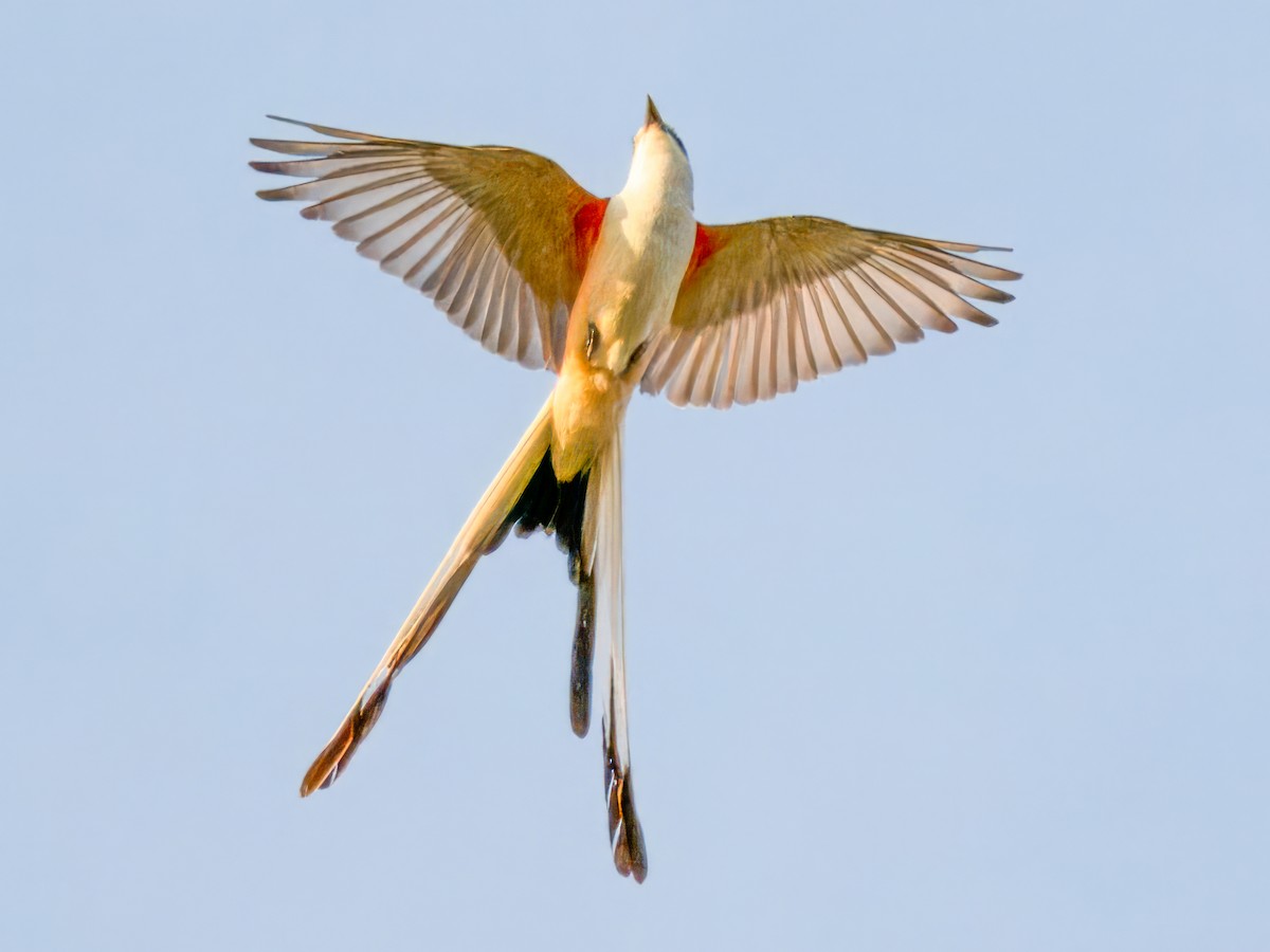 Scissor-tailed Flycatcher - ML620995451