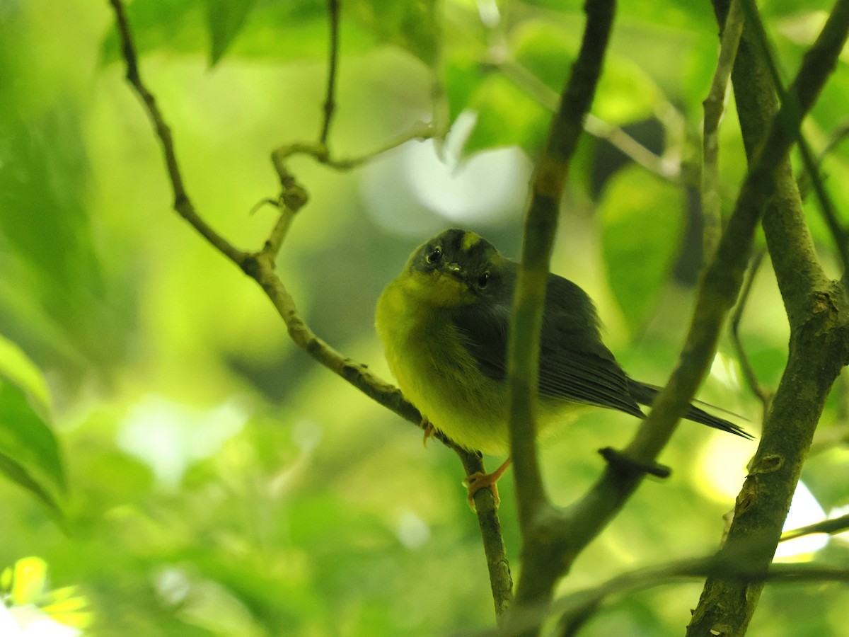 Golden-crowned Warbler - ML620995456