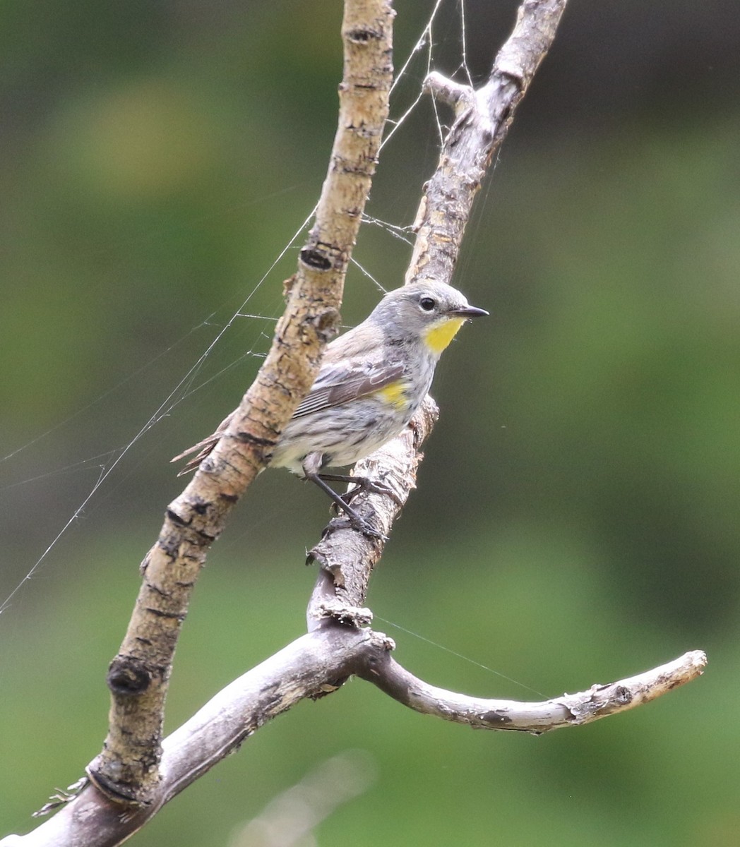 Yellow-rumped Warbler - ML620995502