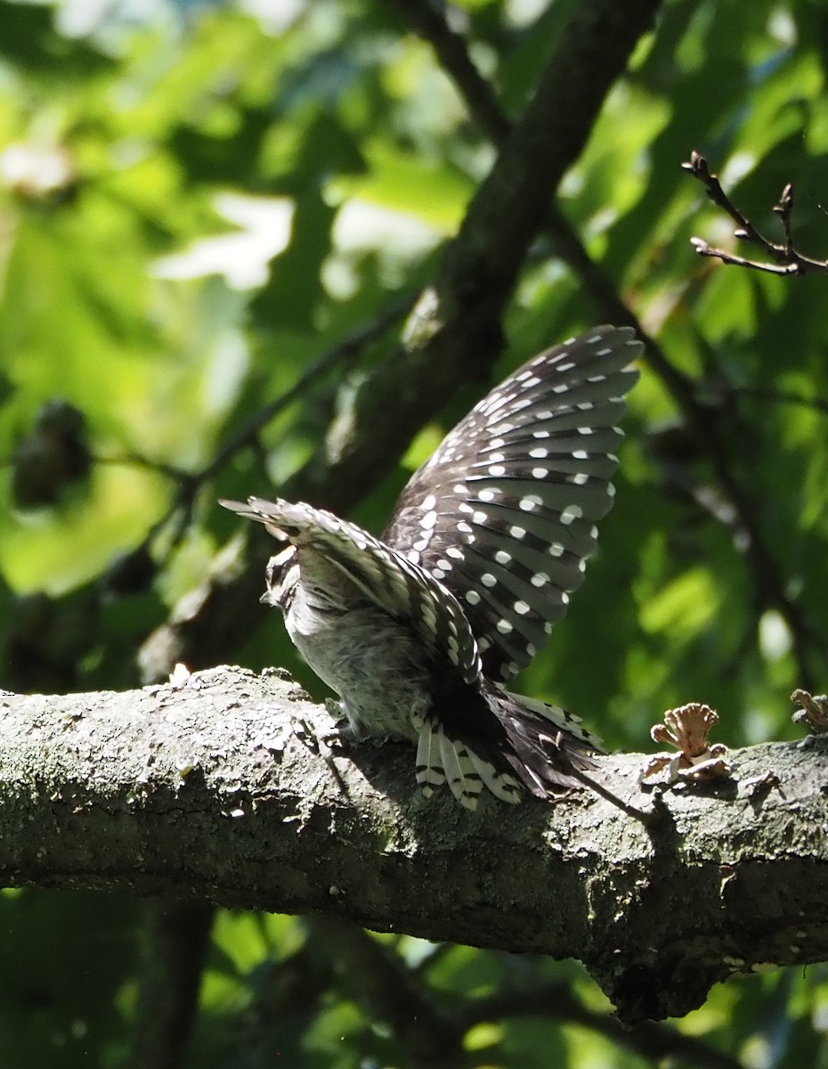 Downy Woodpecker (Eastern) - ML620995509