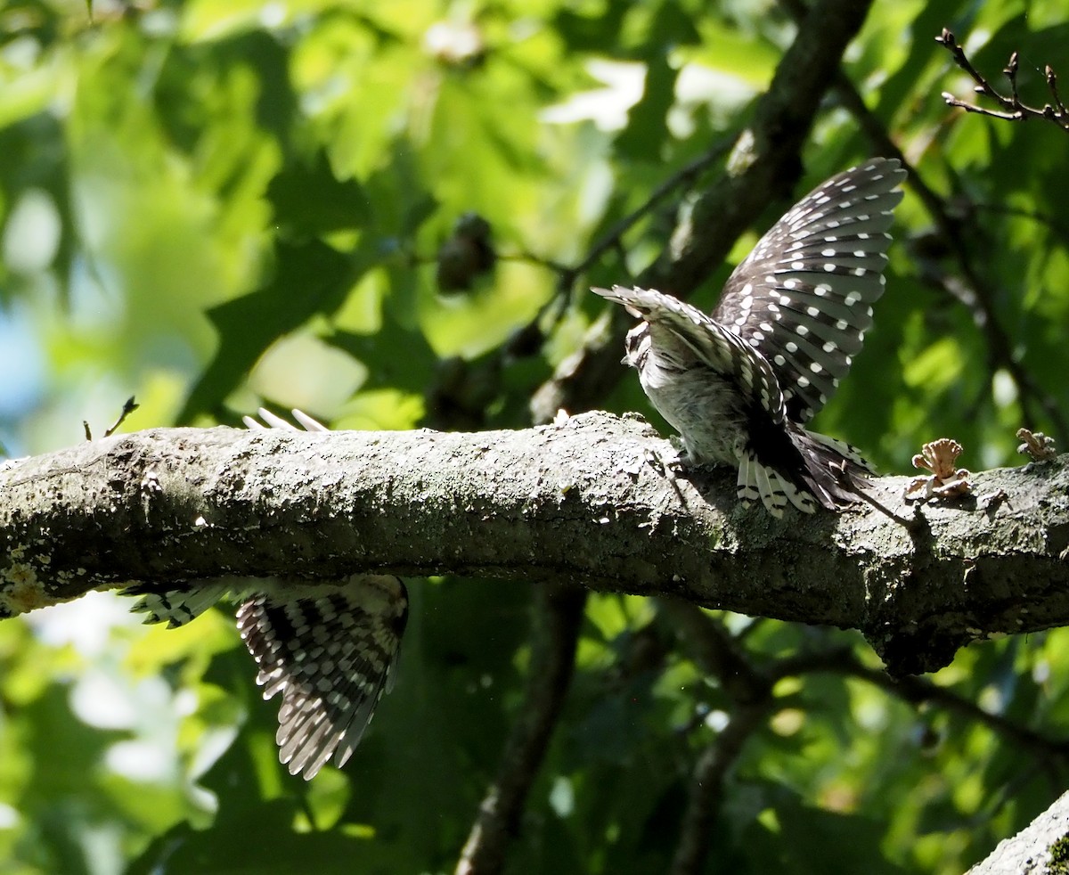Downy Woodpecker (Eastern) - ML620995510