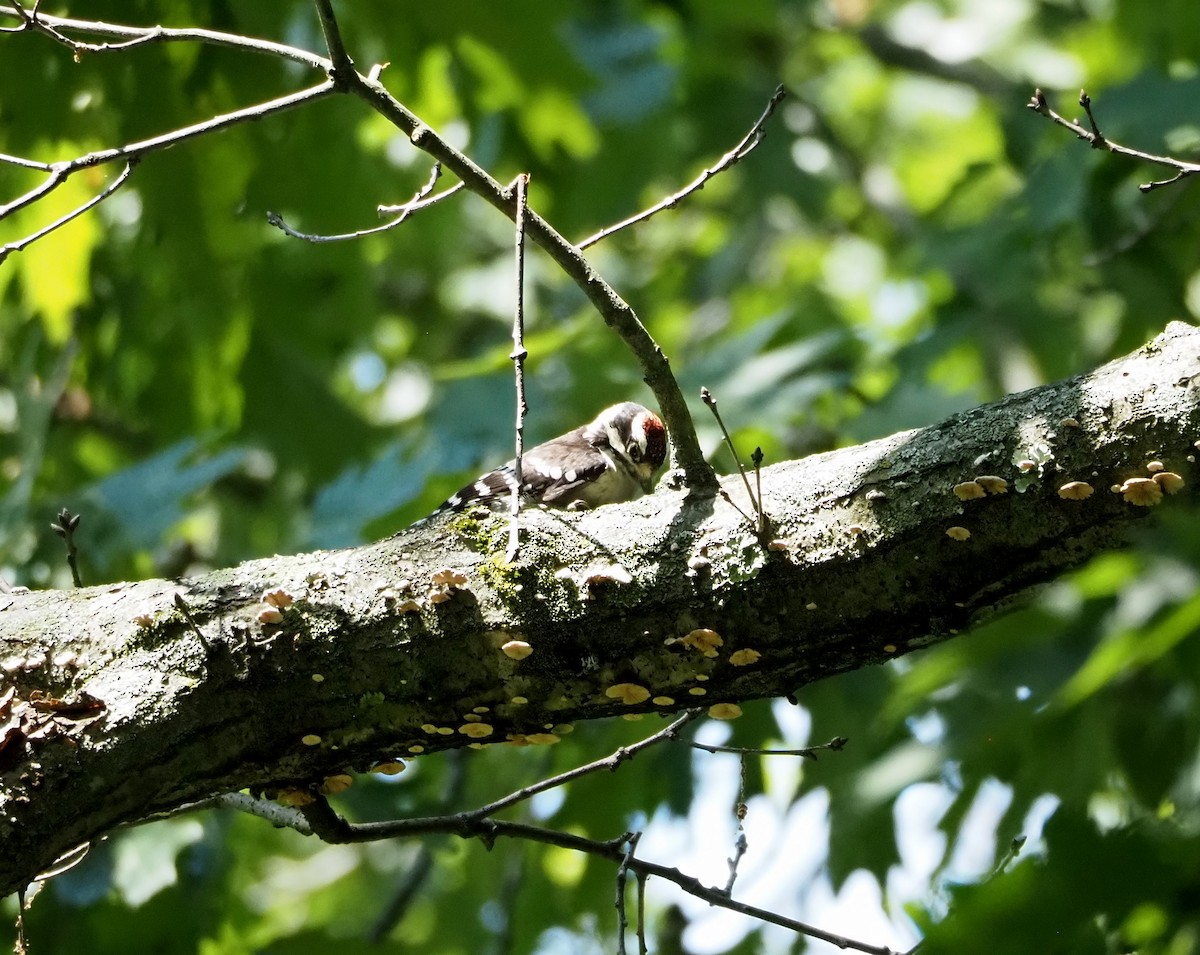 Downy Woodpecker (Eastern) - ML620995512