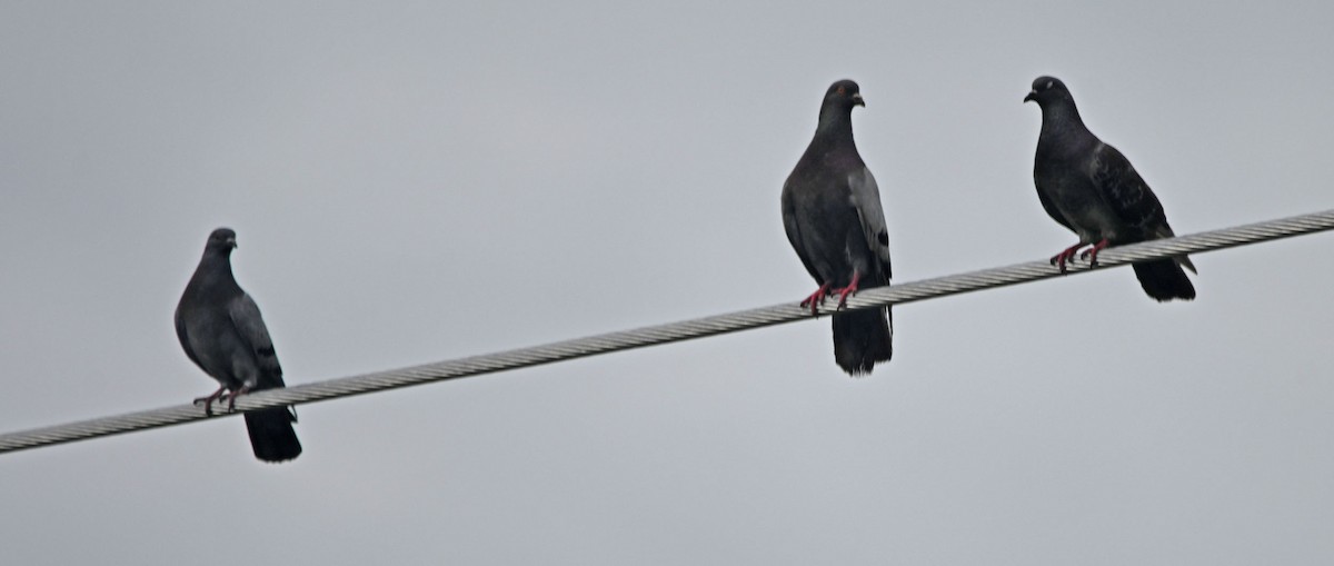 Rock Pigeon (Feral Pigeon) - ML620995535