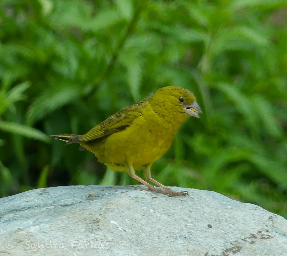 Greenish Yellow-Finch - ML620995536