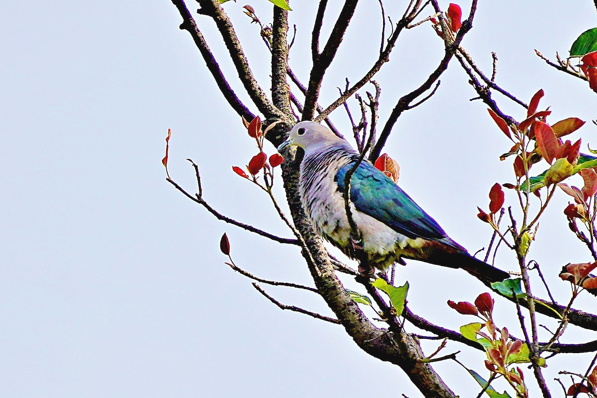 Green Imperial-Pigeon - ML620995551