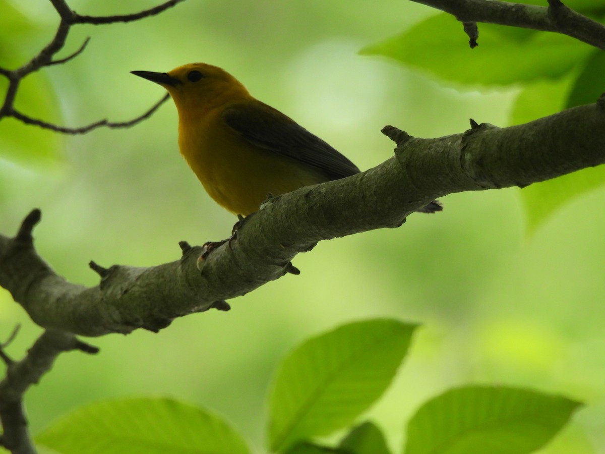 Prothonotary Warbler - ML620995600