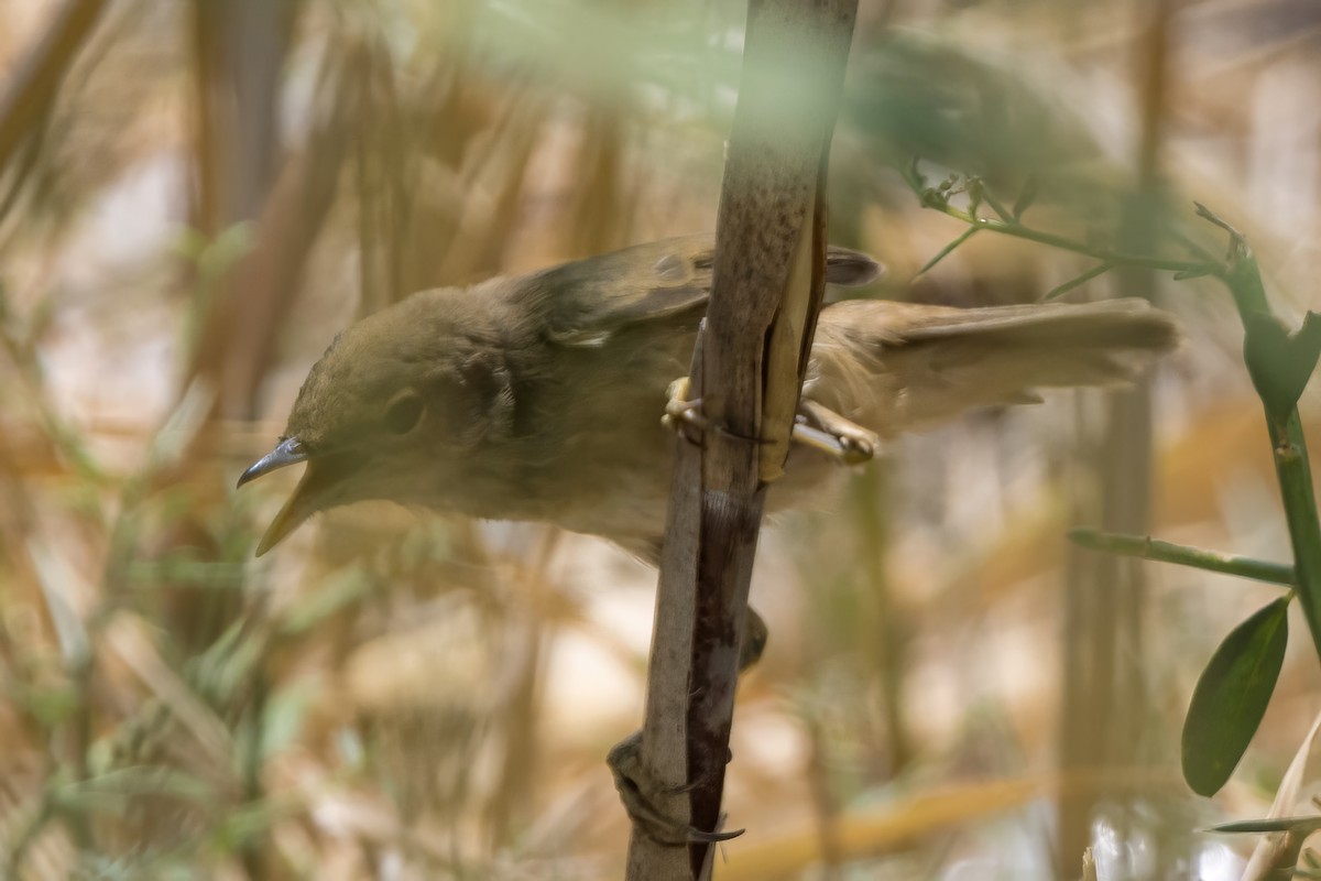 Common Reed Warbler - ML620995608