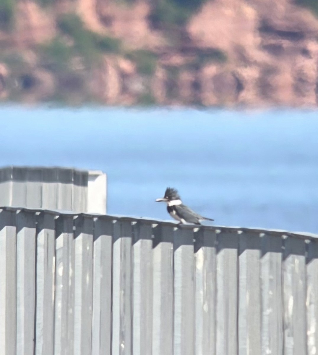 Belted Kingfisher - ML620995650