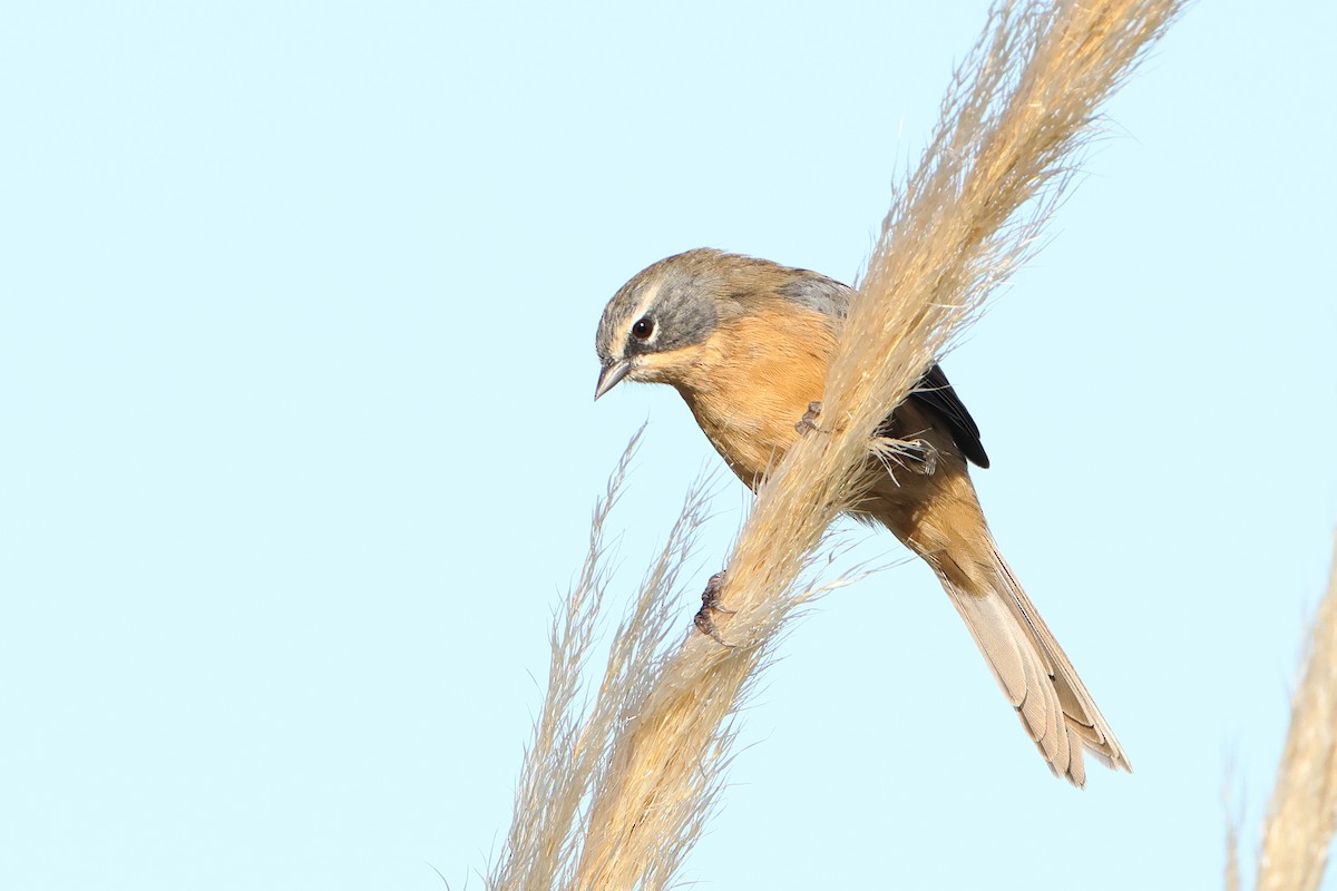 Long-tailed Reed Finch - ML620995745