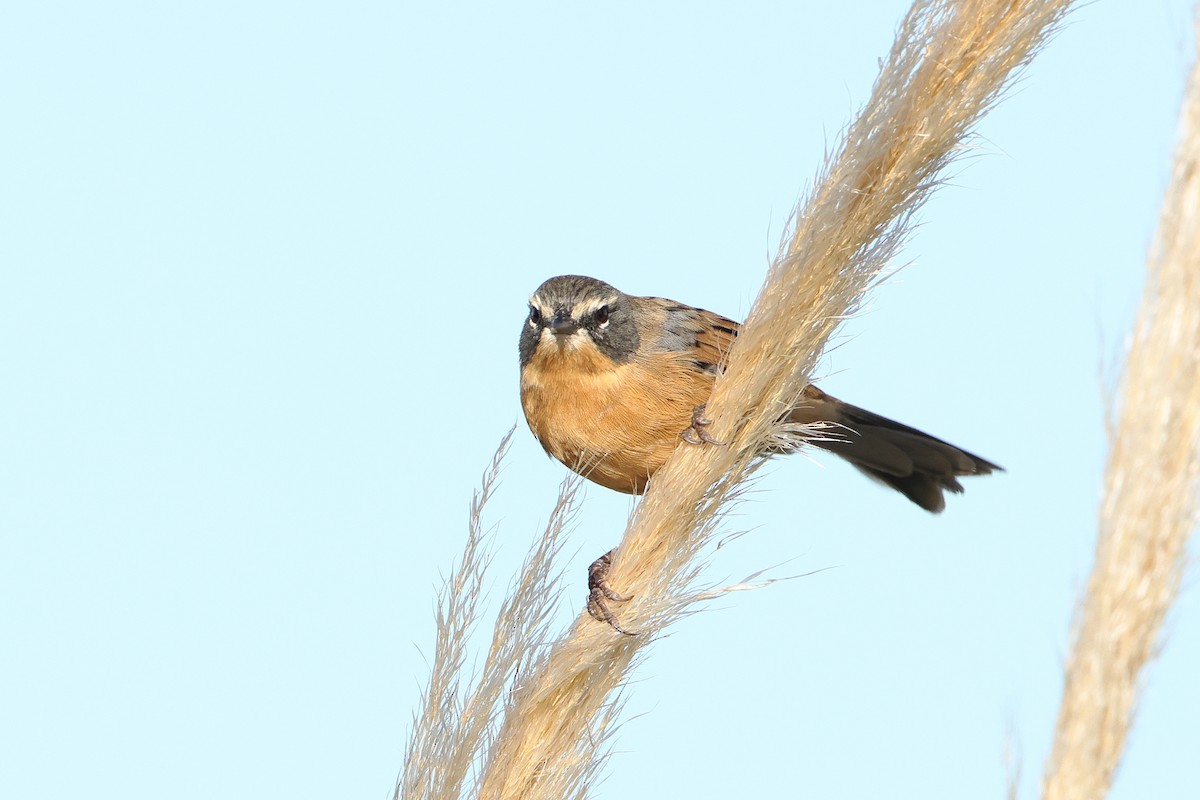 Long-tailed Reed Finch - ML620995746