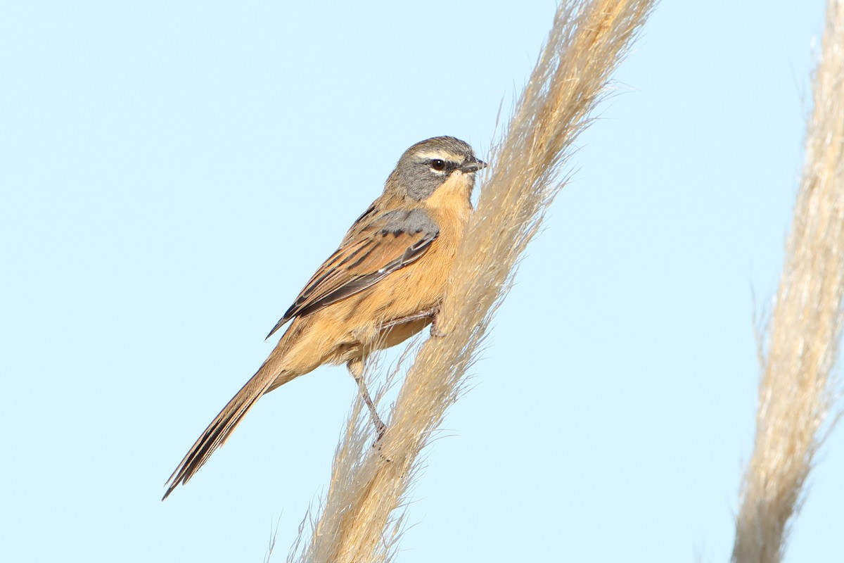 Long-tailed Reed Finch - ML620995747