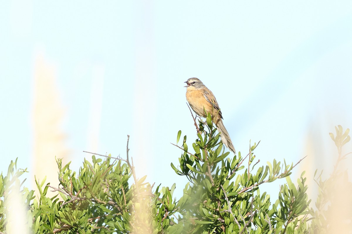 Long-tailed Reed Finch - ML620995748