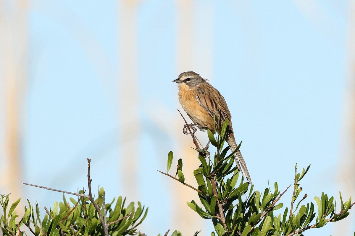 Long-tailed Reed Finch - ML620995749