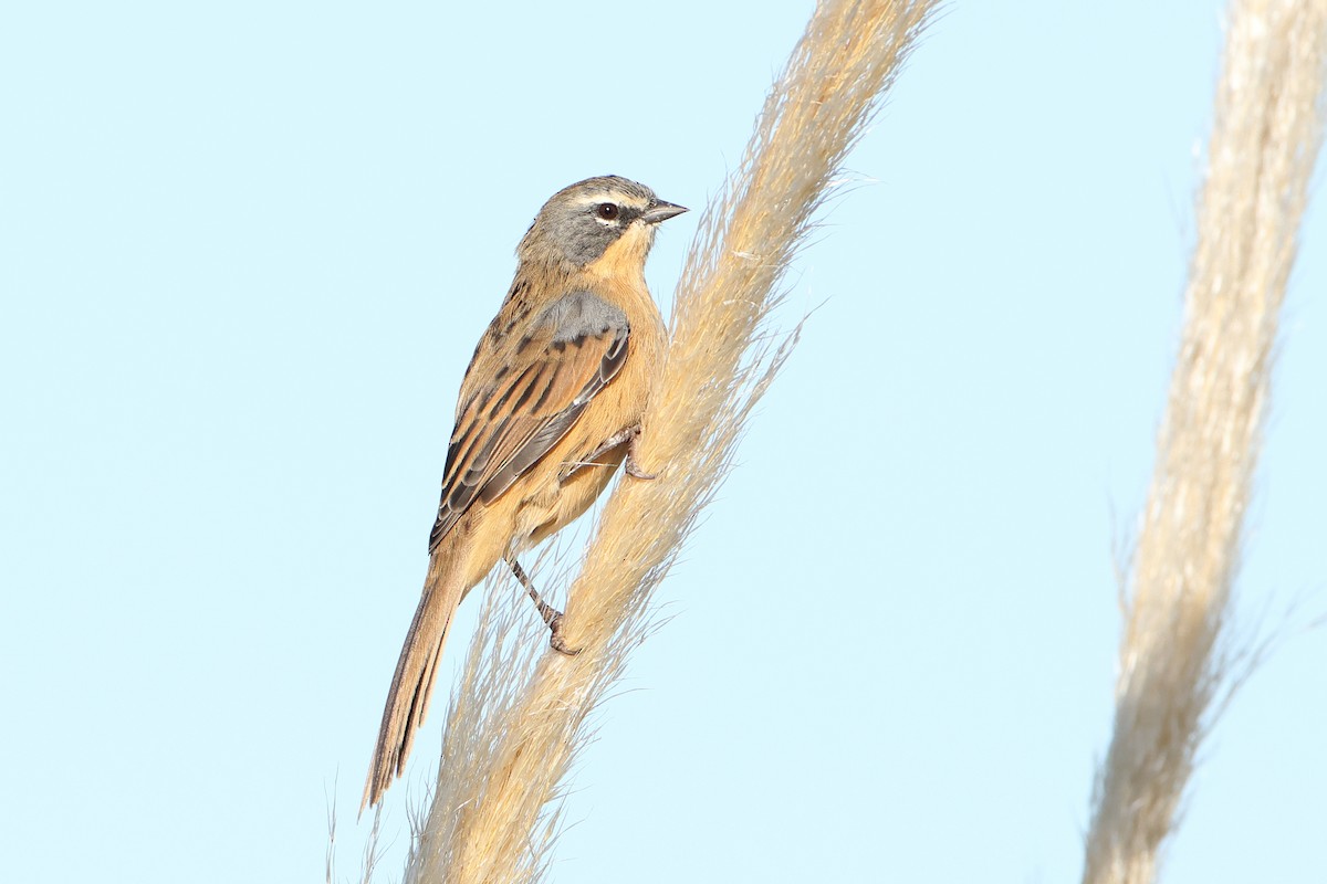 Long-tailed Reed Finch - ML620995750