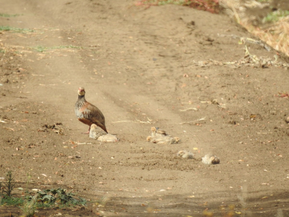 Red-legged Partridge - ML620995783