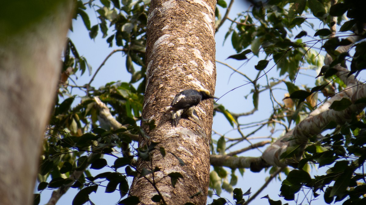 Yellow-tufted Woodpecker - ML620995801