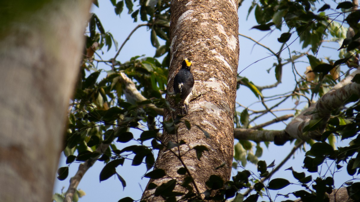 Yellow-tufted Woodpecker - ML620995802